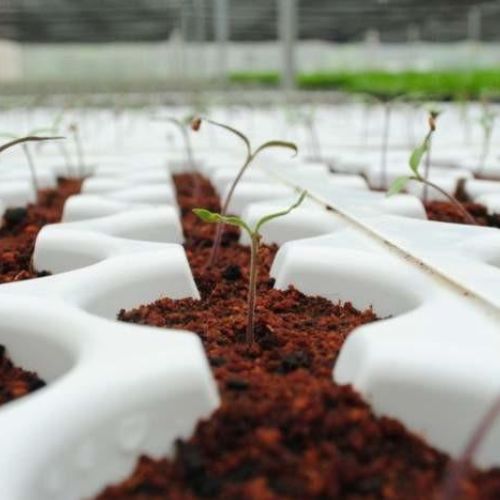 Eco Friendly Fertilizer